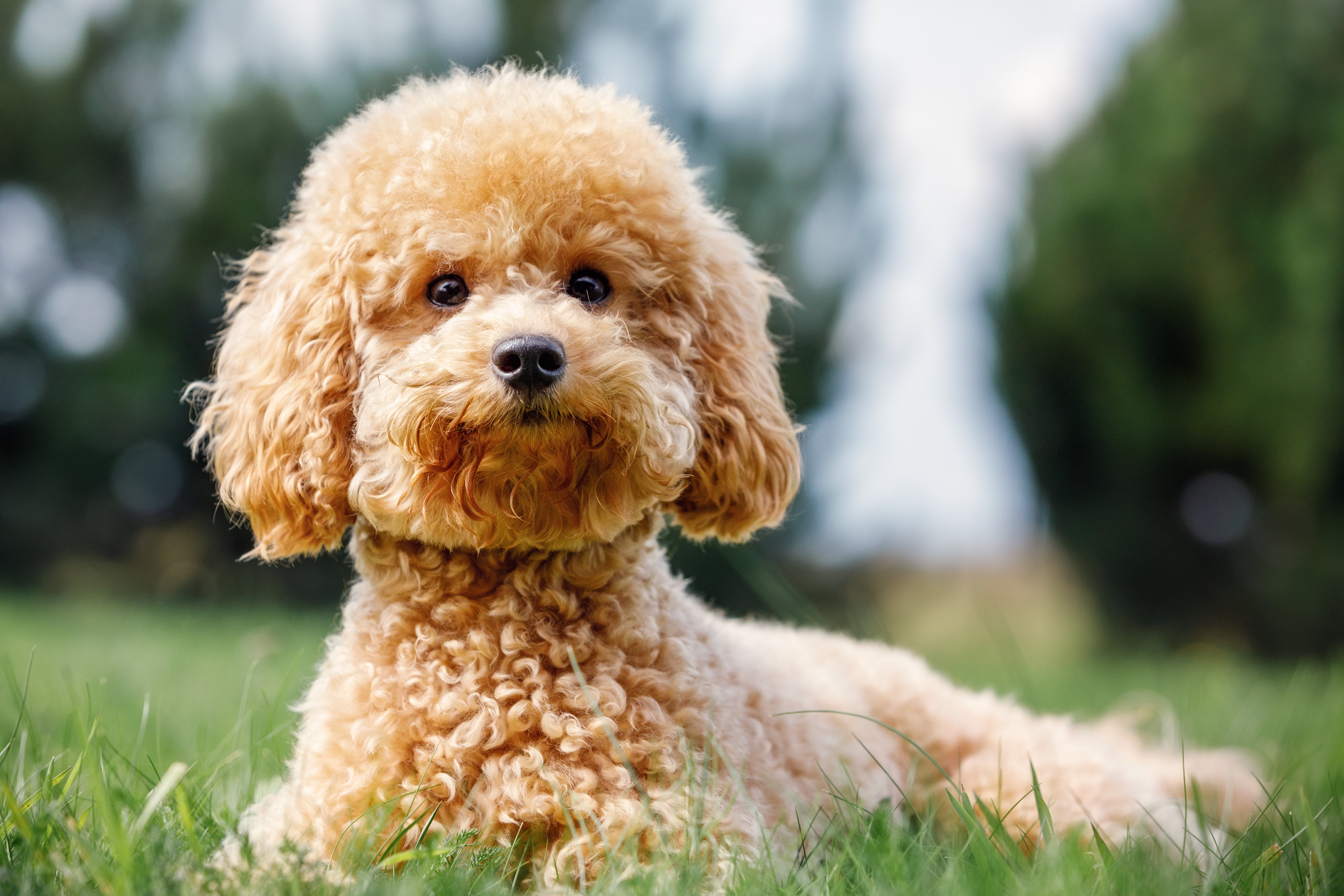 Miniature Poodle Dog Breed Adoption Information Petfinder